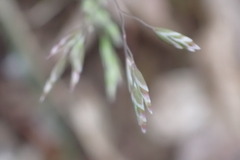 Poa cuspidata