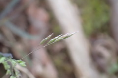 Poa cuspidata
