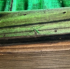 Hellinsia homodactylus