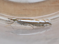 Orocrambus vittellus