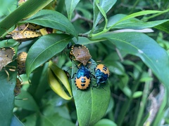 Anaxarchus pardalinus