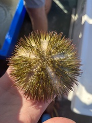 Lytechinus variegatus