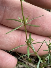 Lechea tenuifolia