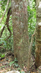 Calophyllum longifolium