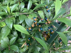 Anaxarchus pardalinus