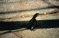 Agama agama