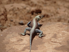 Agama bibronii