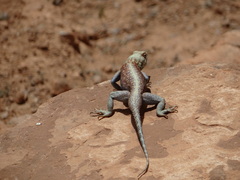 Agama bibronii