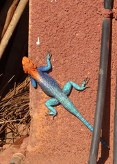 Agama lionotus