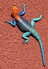Agama lionotus