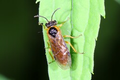 Monostegia