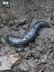 Prophysaon andersonii