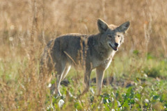 Canis latrans ochropus