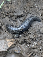 Prophysaon andersonii