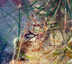 Jellyella tuberculata