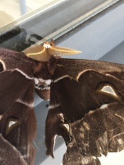 Coscinocera hercules