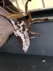 Coscinocera hercules