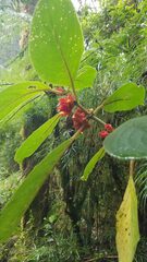 Glossoloma ichthyoderma