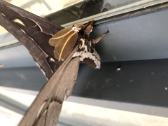 Coscinocera hercules