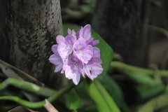 Pontederia crassipes