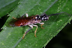 Pamphiliinae