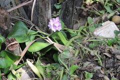 Pontederia crassipes