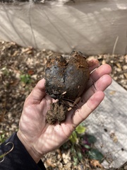 Pisolithus