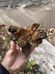Pisolithus