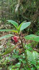 Glossoloma ichthyoderma