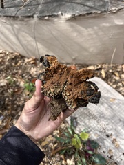 Pisolithus
