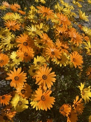 Dimorphotheca sinuata