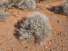Coleogyne ramosissima