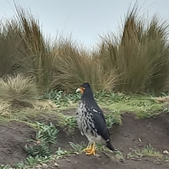 Daptrius carunculatus