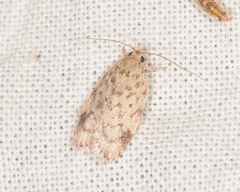 Oligoloba severa
