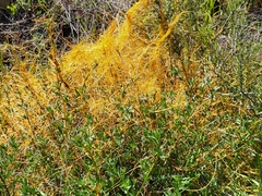 Cuscuta californica