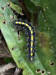 Callimorpha dominula