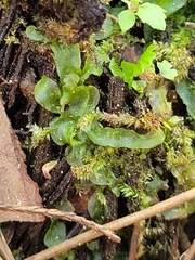 Pallavicinia lyellii