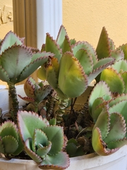 Kalanchoe laetivirens