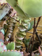 Kalanchoe laetivirens