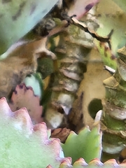 Kalanchoe laetivirens