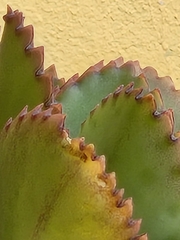 Kalanchoe laetivirens