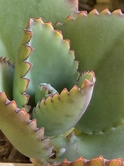 Kalanchoe laetivirens