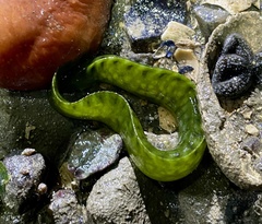 Apodichthys flavidus