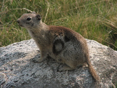 Urocitellus beldingi