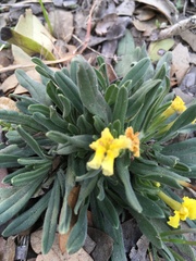 Lithospermum incisum