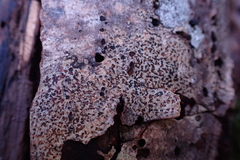 Arthonia radiata