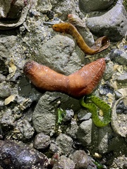 Apodichthys flavidus