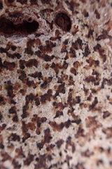 Arthonia radiata