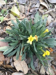 Lithospermum incisum