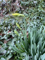 Narcissus pseudonarcissus